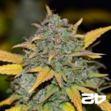 Gelato Auto von Fast Buds American Autoflowers - Günstig anbauen