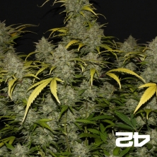 Gelato Auto von Fast Buds American Autoflowers - Günstig anbauen