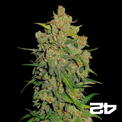 Lemon AK Auto Fast Buds American Autoflowers - Günstiges Wachstum