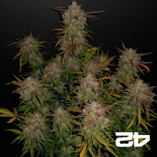 Lemon AK Auto Fast Buds American Autoflowers - Günstiges Wachstum