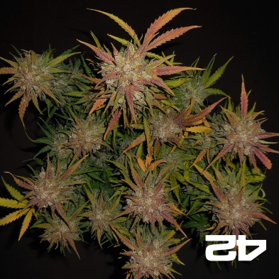Lemon AK Auto Fast Buds American Autoflowers - Günstiges Wachstum