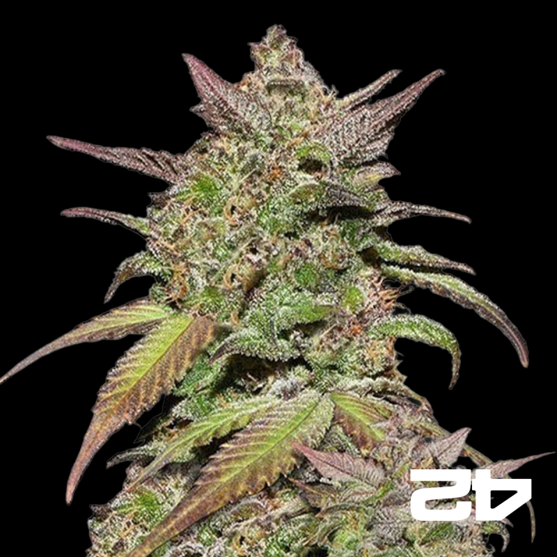 View Fast Buds Auto Smoothie Samen - Günstig Anbauen
