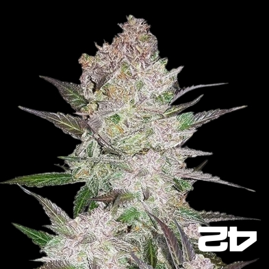 Cream Cookies Auto - Fast Buds - 100% weiblich - Günstig anzubauen