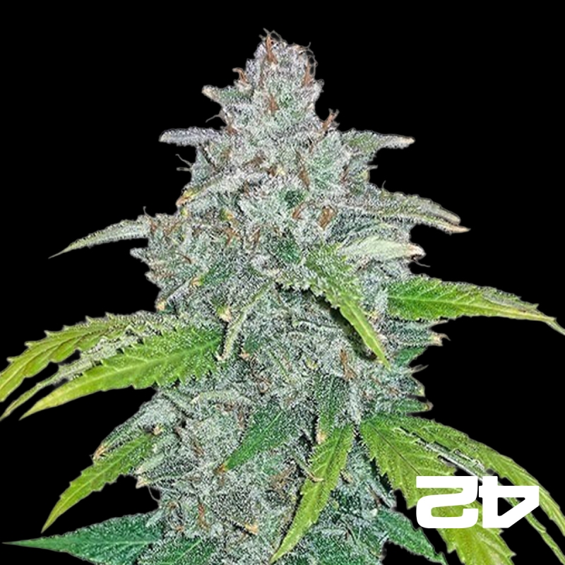 Blue Dream Matic Fast Buds Autoblühend - Billiges Wachstum