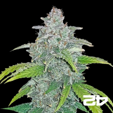 Blue Dream Matic Fast Buds Autoblühend - Billiges Wachstum