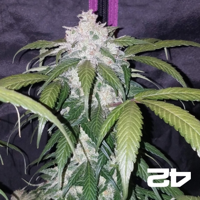 Pineapple Express von Fast Buds Autoflowers - Günstig anbauen