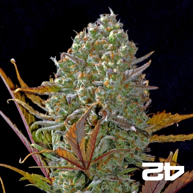 Pineapple Express von Fast Buds Autoflowers - Günstig anbauen