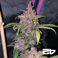 LSD-25 von Fast Buds American Autoflowers - Günstig anbauen