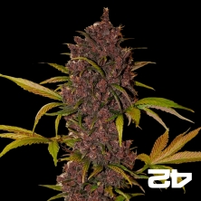 LSD-25 von Fast Buds American Autoflowers - Günstig anbauen