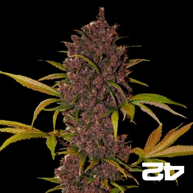 LSD-25 von Fast Buds American Autoflowers - Günstig anbauen
