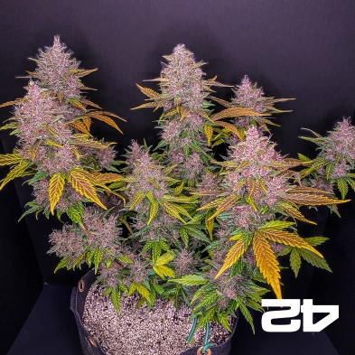 LSD-25 von Fast Buds American Autoflowers - Günstig anbauen