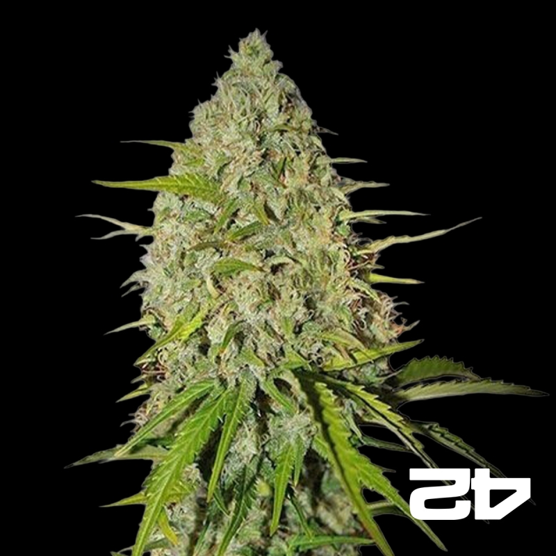 Grapefruit von Fast Buds American Autoflowers - Günstig anbauen