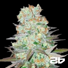 View G-14 Autoflower feminisiert Fast Buds - Günstig Grow