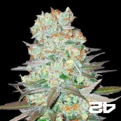 G-14 Autoflower feminisiert Fast Buds - Günstig Grow