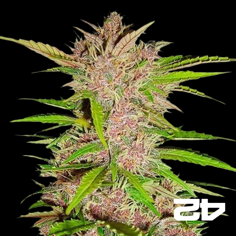 View Fastberry Auto feminisierte Fast Buds - Günstig anbauen