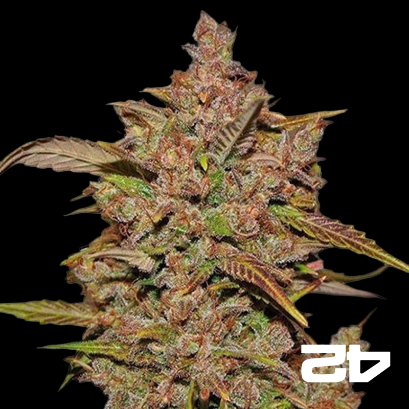 View Crystal Meth Auto feminisierte Fast Bud - Günstig anbauen