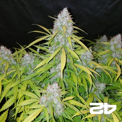 Californian Snow Auto fem. von Fast Buds - Günstig Anbauen