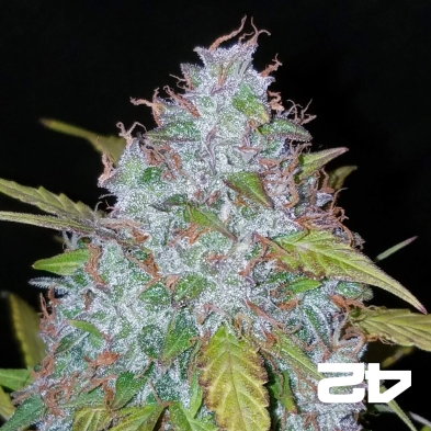 Californian Snow Auto fem. von Fast Buds - Günstig Anbauen