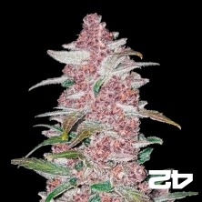 View Black Berry Auto feminisiert Fast Buds - Günstig anbauen