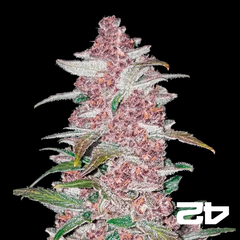 Black Berry Auto feminisiert Fast Buds - Günstig anbauen
