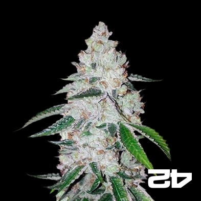 West Coast Og Auto feminisiert Fast Buds - Günstig Anbauen