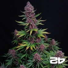 Ztrawberriez Auto von Fast Buds - GB The Green Brand