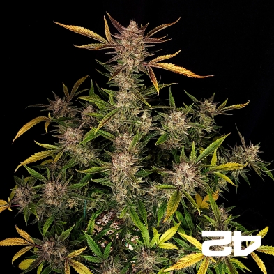 Ztrawberriez Auto von Fast Buds - GB The Green Brand
