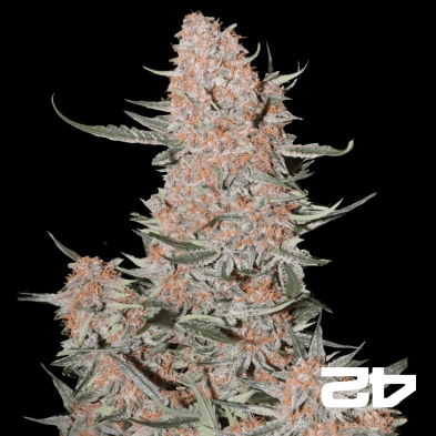 Ztrawberriez Auto von Fast Buds - GB The Green Brand
