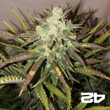 View Gorilla Auto feminisierte Samen Fast Buds - Günstig anbauen