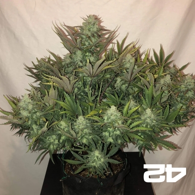 Gorilla Auto feminisierte Samen Fast Buds - Günstig anbauen