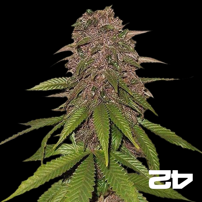 C4 Autoflowern feminisiert Fast Buds - Günstig Wachsen