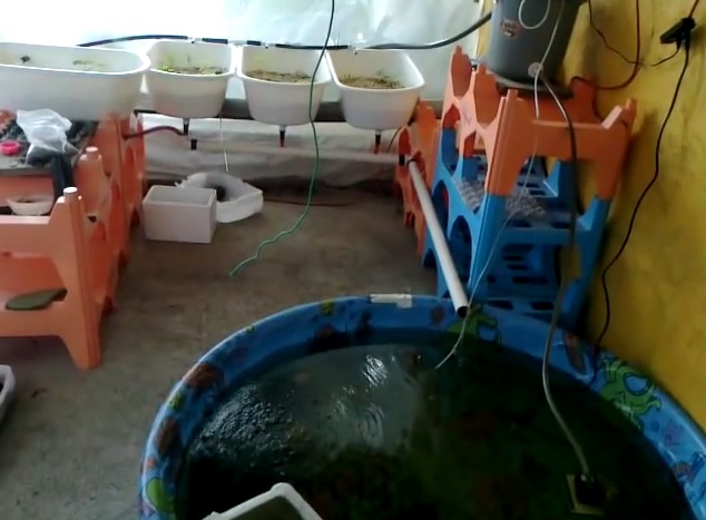 Aquaponik: die organische Hydroponik Aquaponik: die organische Hydroponik