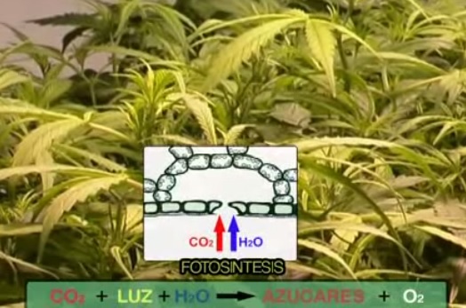 Cannabis-Nachrichten