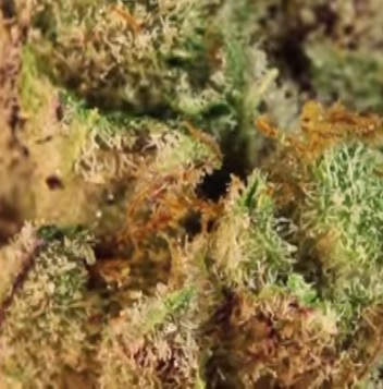 Was sind Trichome? Was sind Trichome?