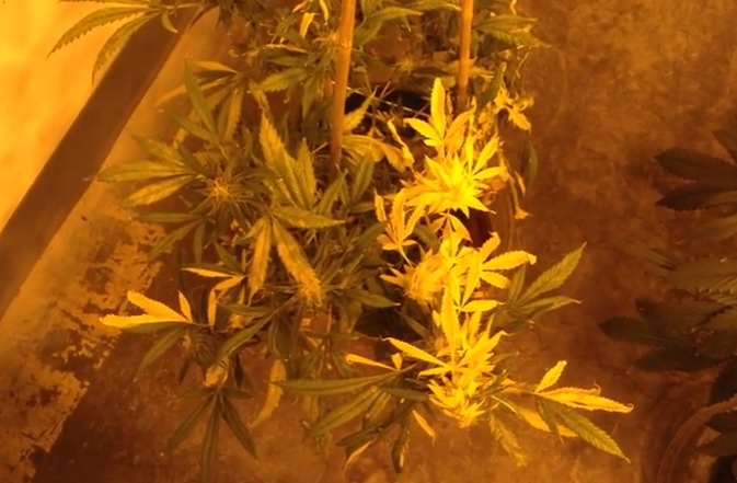 Cannabis-Nachrichten