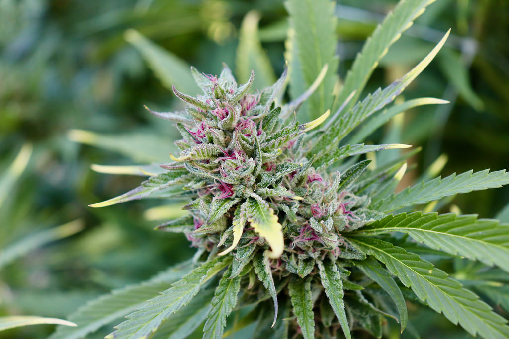 Cannabis-Nachrichten
