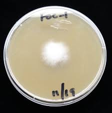 Der Fusarium-Pilz bei Cannabispflanzen Der Fusarium-Pilz bei Cannabispflanzen