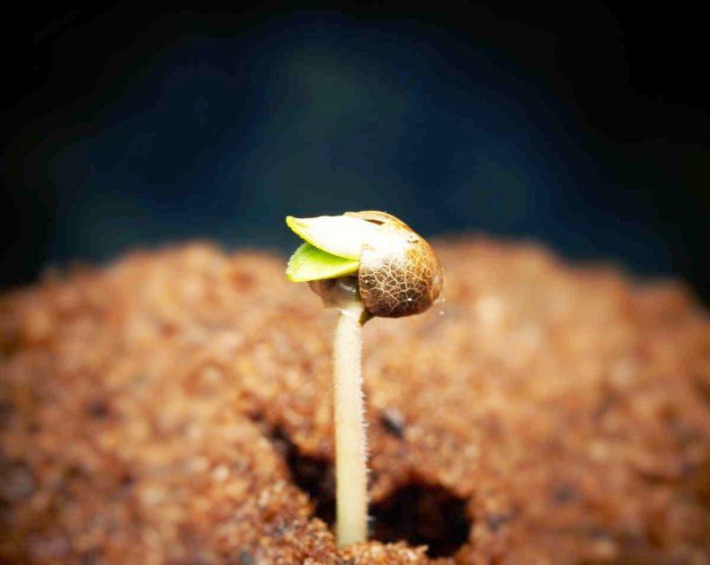 Pilze bei Marihuana: Ihr Auftreten in den verschiedenen Phasen Pilze bei Marihuana: Ihr Auftreten in den verschiedenen Phasen