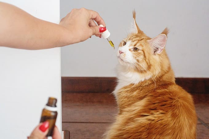 CBD für Haustiere: Ist es wirksam? CBD für Haustiere: Ist es wirksam?