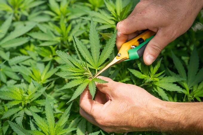 Cannabis-Nachrichten