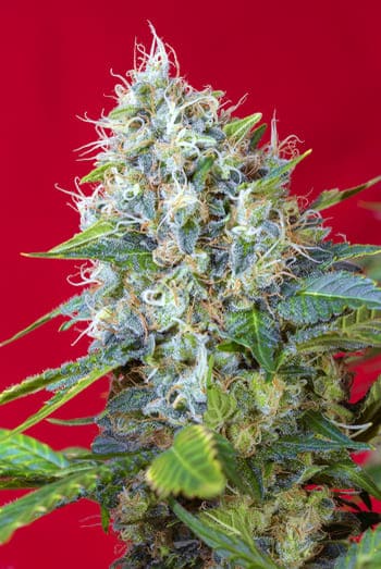 Die Green Poison®-Familie von Sweet Seeds® Die Green Poison®-Familie von Sweet Seeds®
