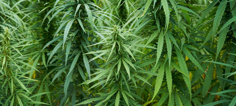 Cómo saber si crece bien la planta