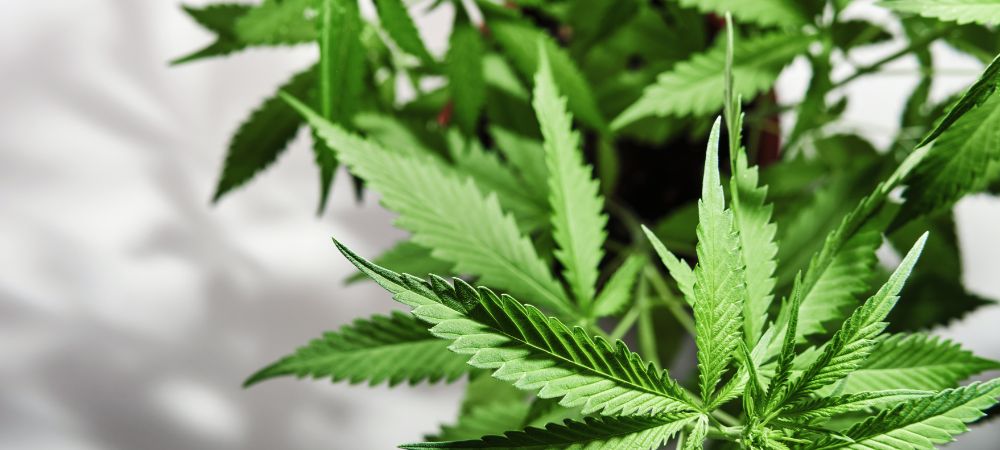 Wie kann ich feststellen ob meine Pflanze gut wächst