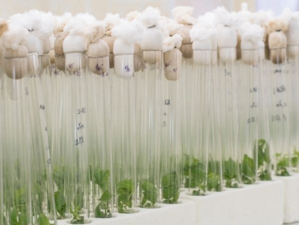 Mikrovermehrung beim Cannabisanbau Mikrovermehrung beim Cannabisanbau