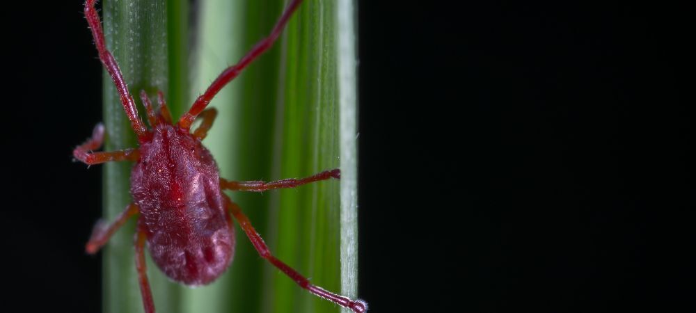 Prevenir araña roja