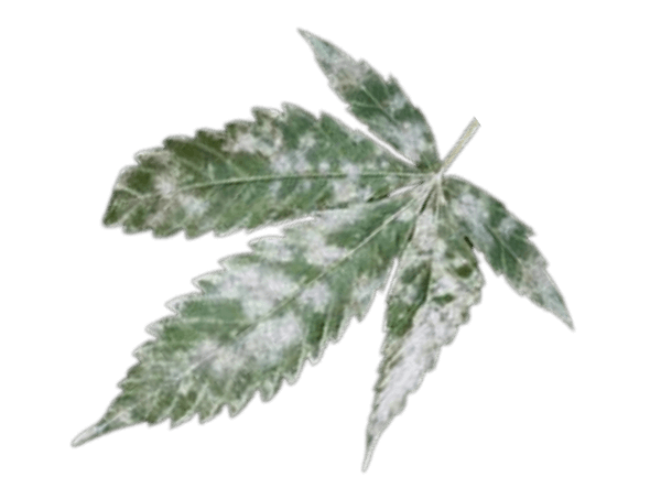 Arten von Pflanzenkrankheiten bei Cannabis