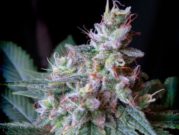 Cream Caramel: Leitfaden zur Sorte von Sweet Seeds® Cream Caramel: Leitfaden zur Sorte von Sweet Seeds®
