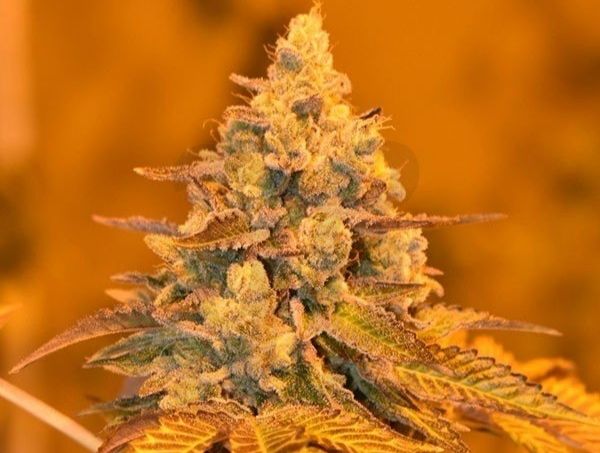 Miracle Alien Cookies LST 