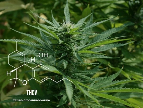 Cannabis-Nachrichten