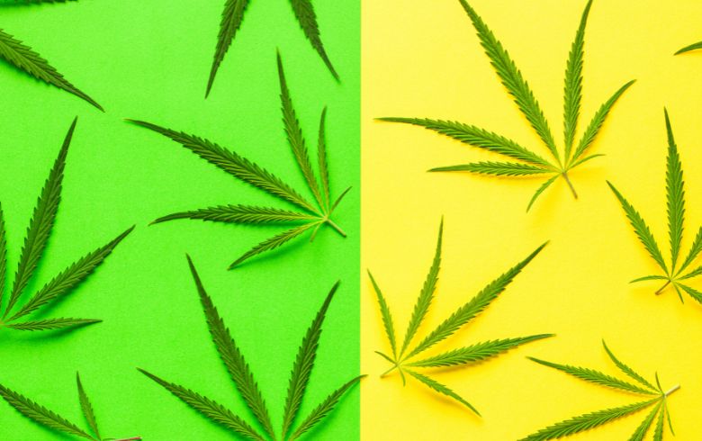 Die Bedeutung von Cannabisblättern: Was sie aussagen und wie man sie pflegt Die Bedeutung von Cannabisblättern: Was sie aussagen und wie man sie pflegt